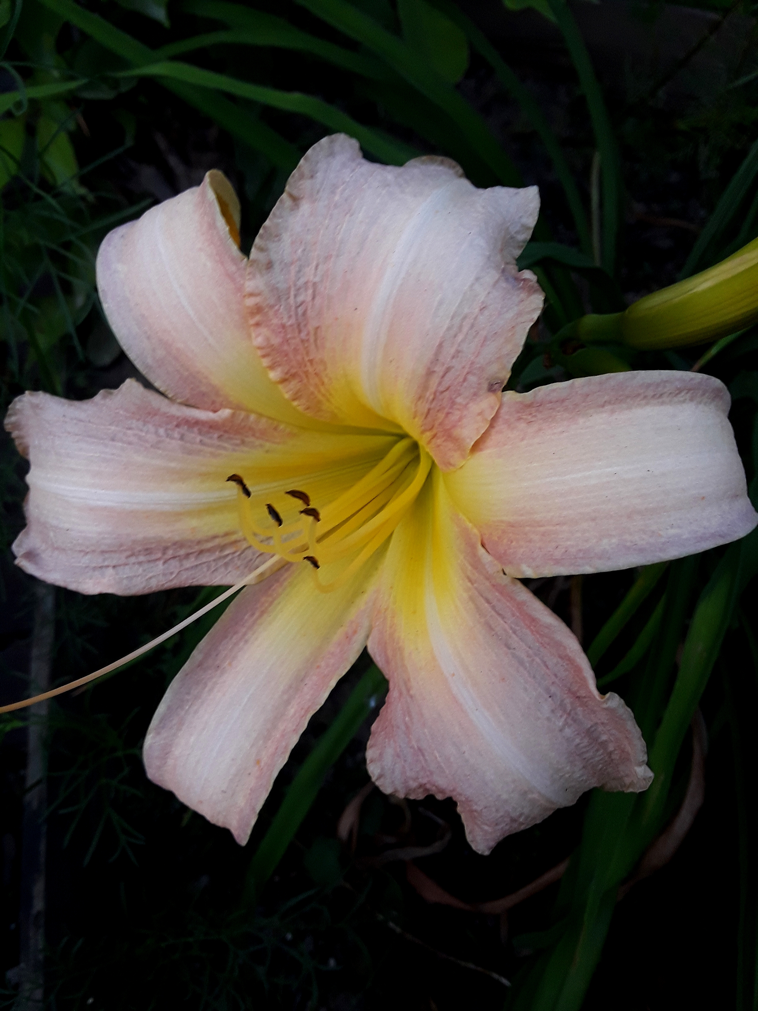 Pink daylily with yellow