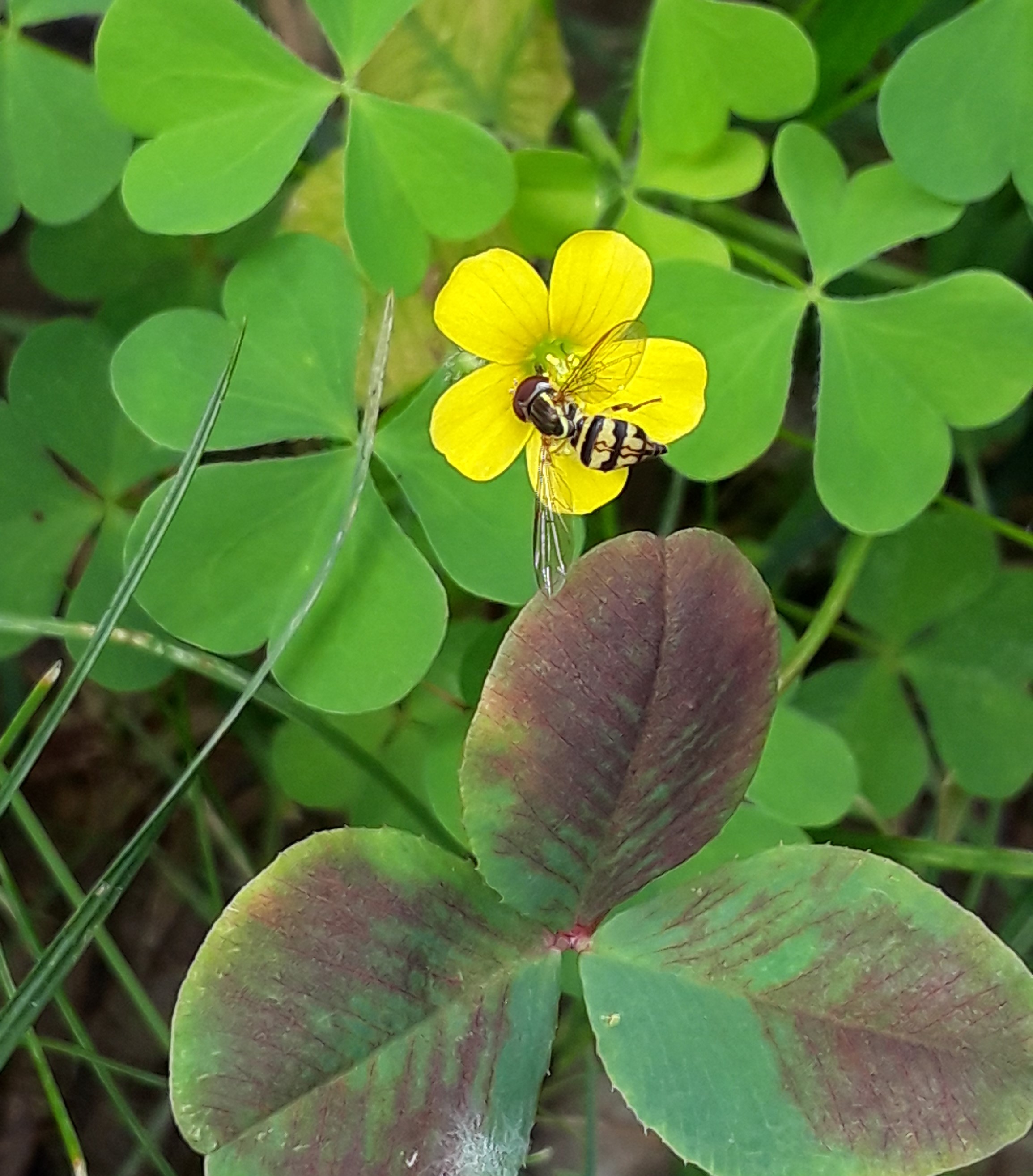 Close-up of bee on tiny yellow sorrel flower
