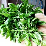 A pile of fragrant basil branches covers the table