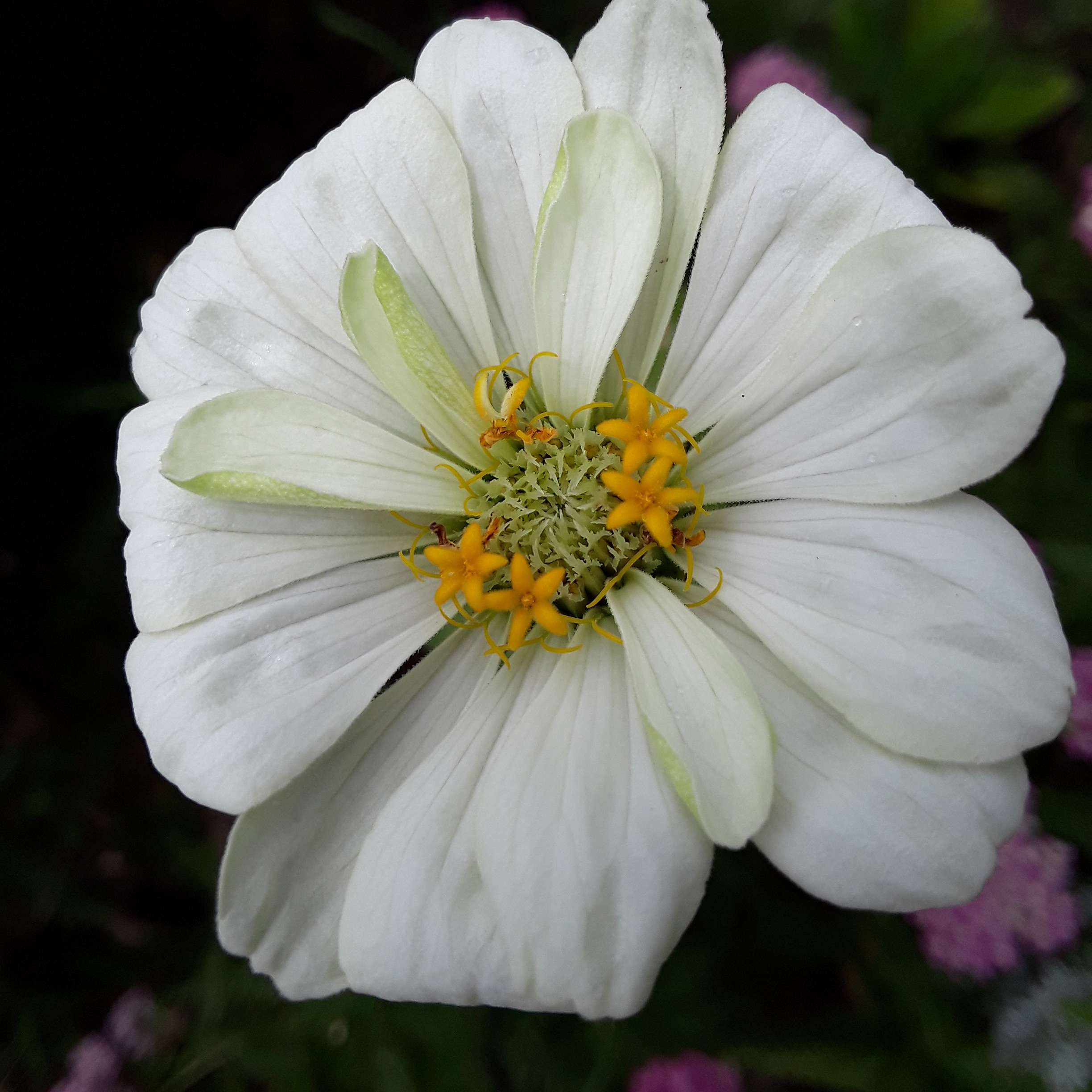 A white zinnia blossom is pictured against a dark background