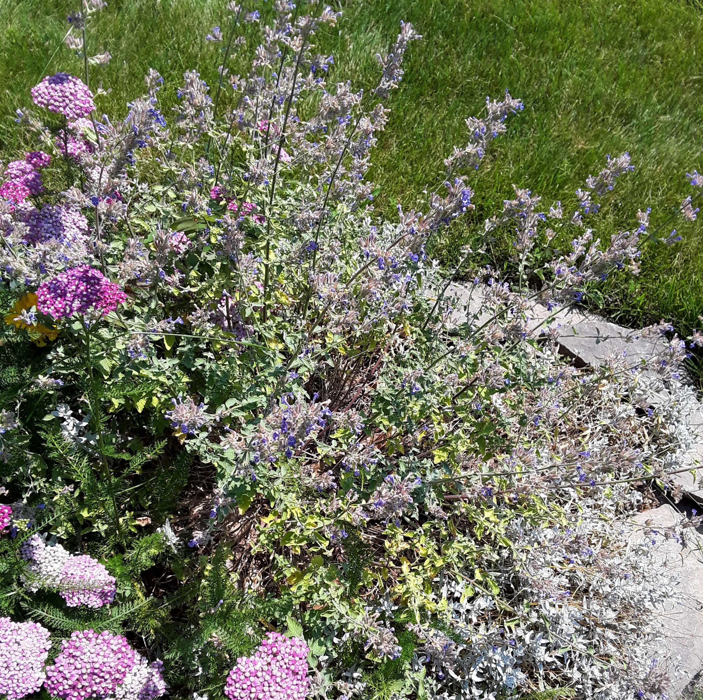 faded flowers of nepeta and yarrow