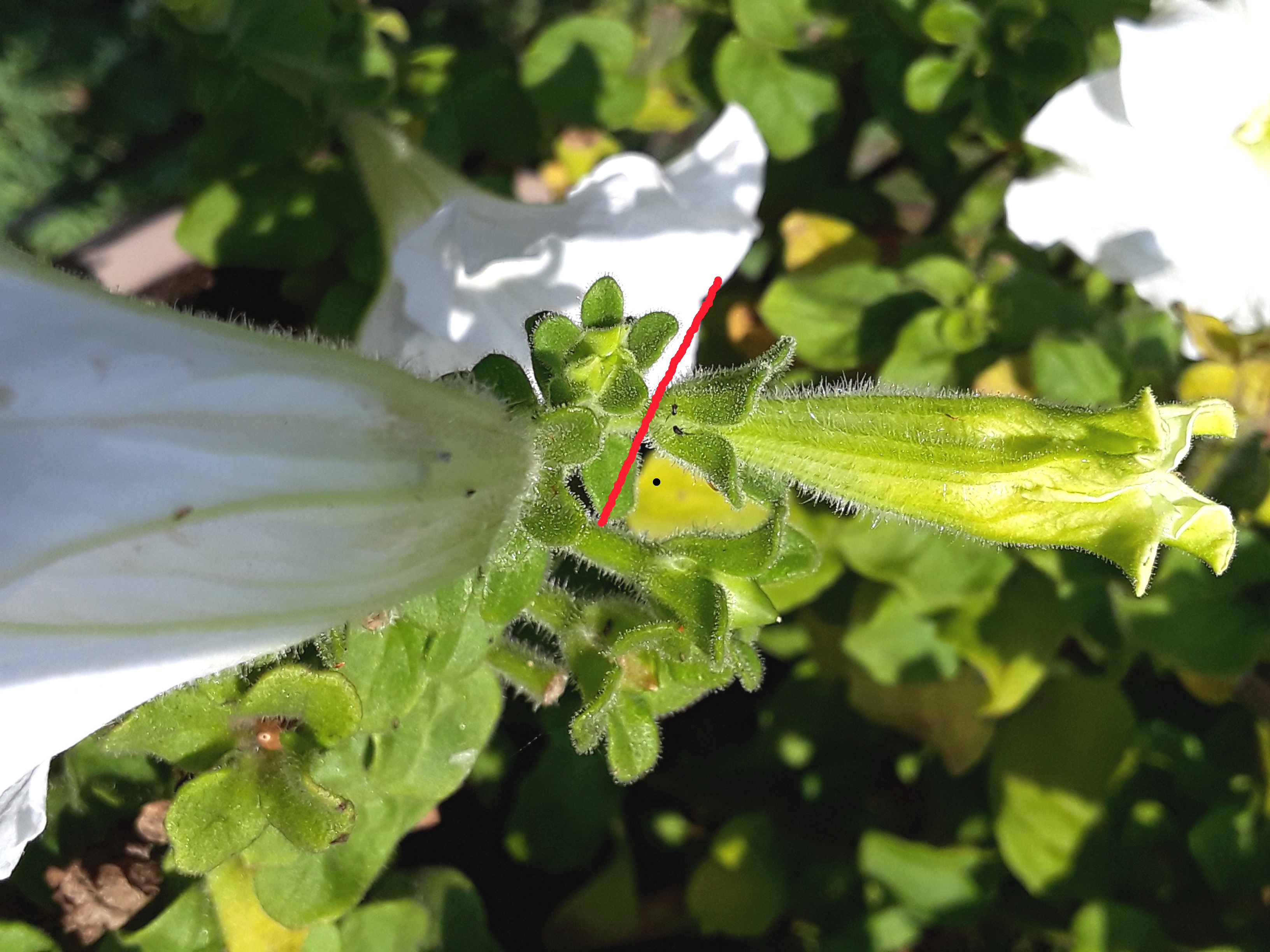 Deadhead petunias at the base of the bloom