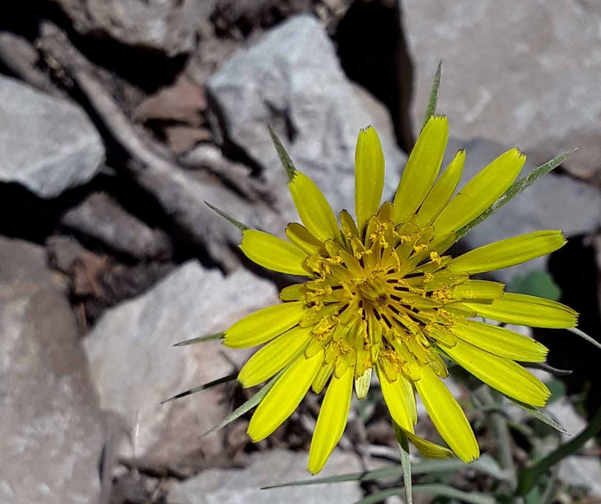 this yellow flower has brown stamen