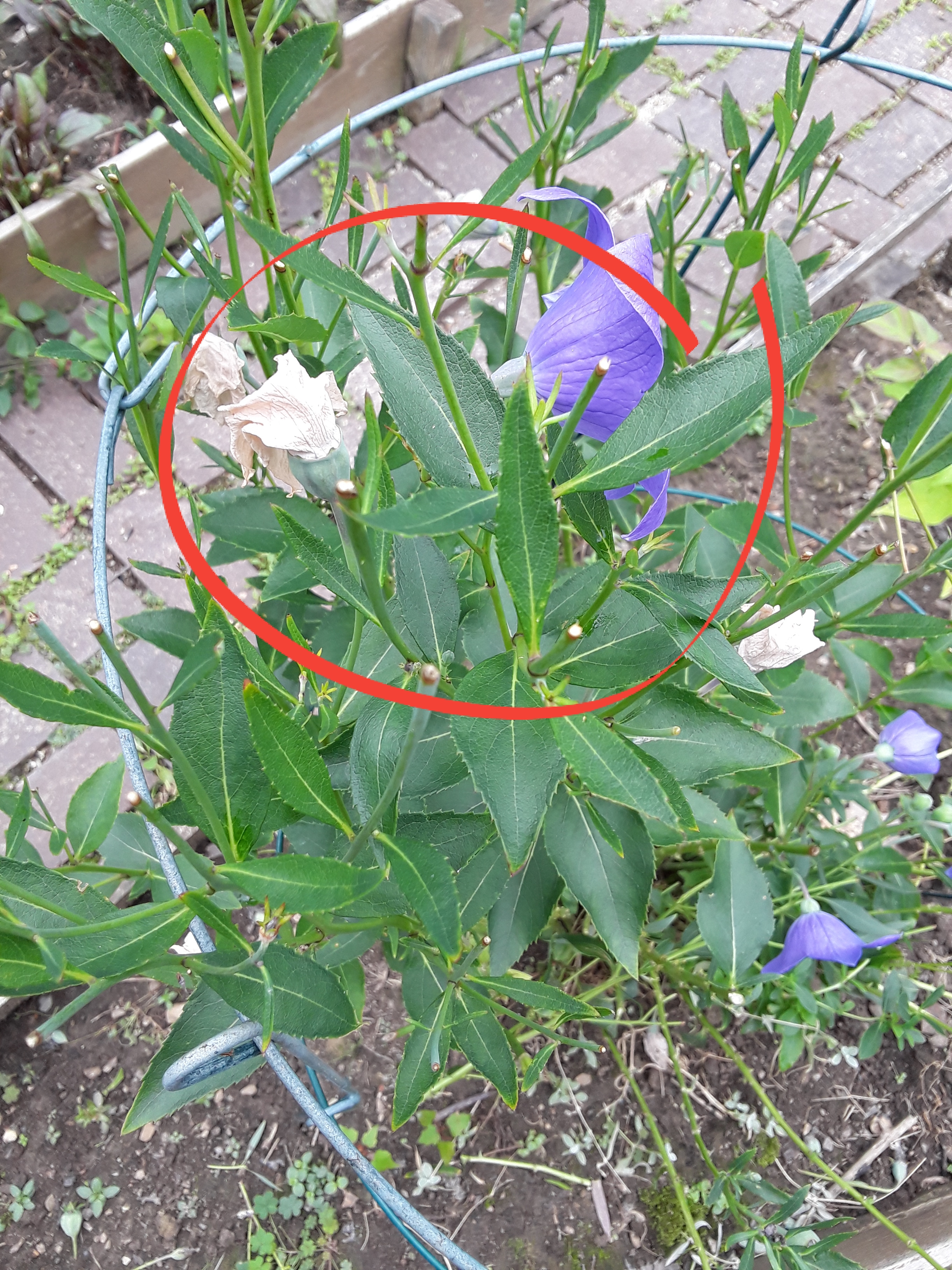 Balloon flower deadheading leaves stalks looking bare.