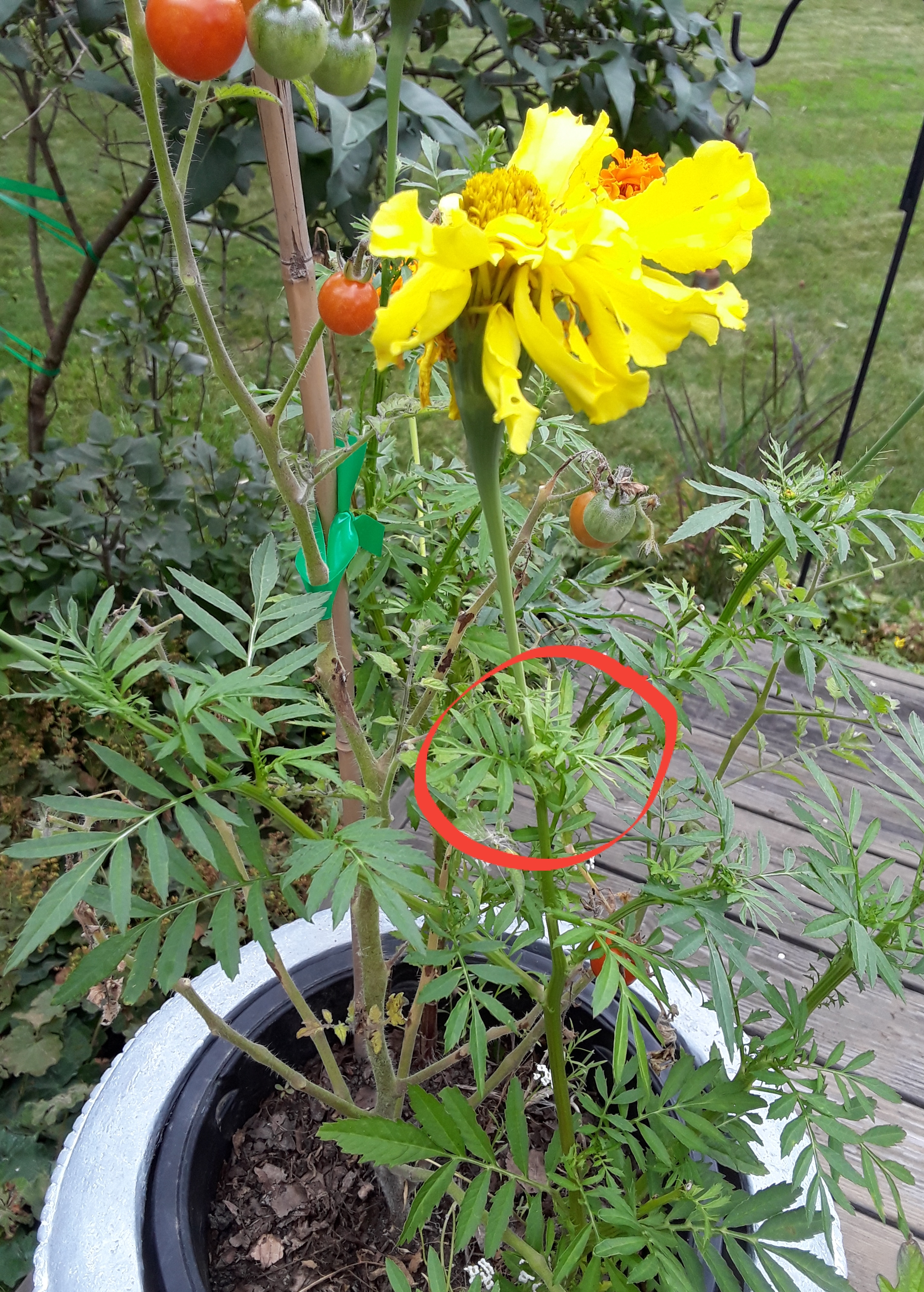 a yellow marigold has a long stem before a set of leaves.