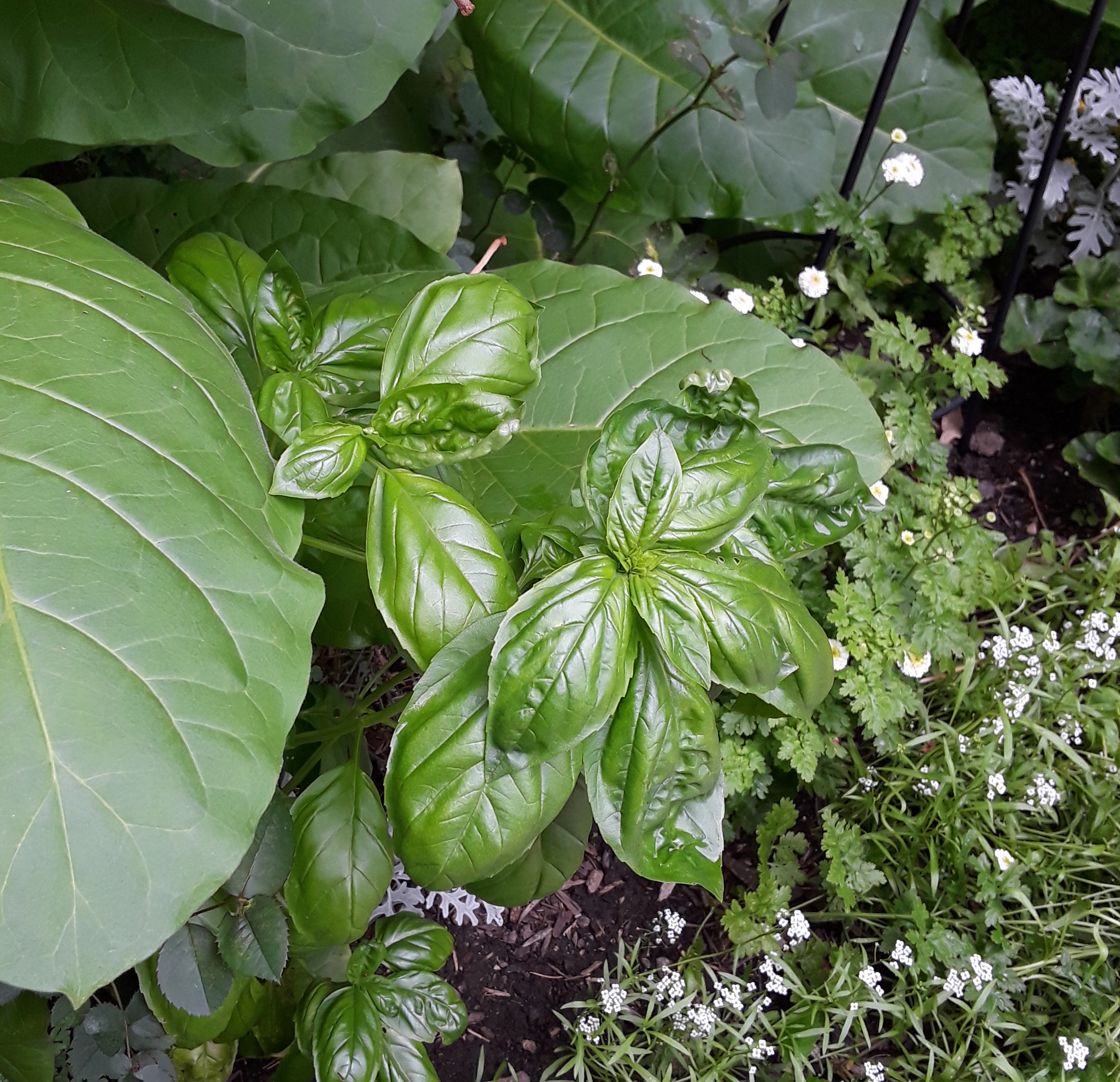 Green leaves of basil in a garden bed.