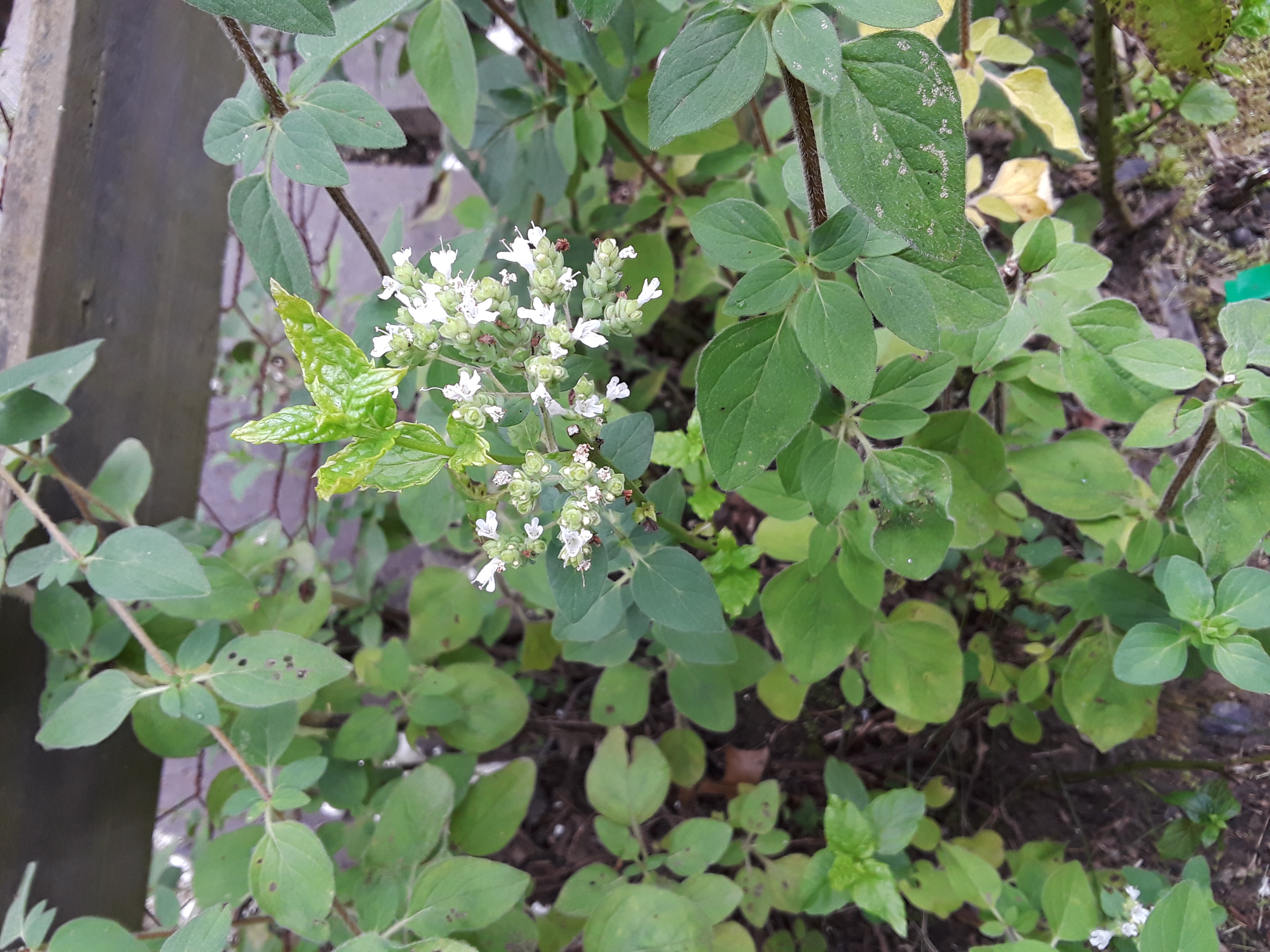 thyme has fuzzy gray-green leaves and small white flowers.