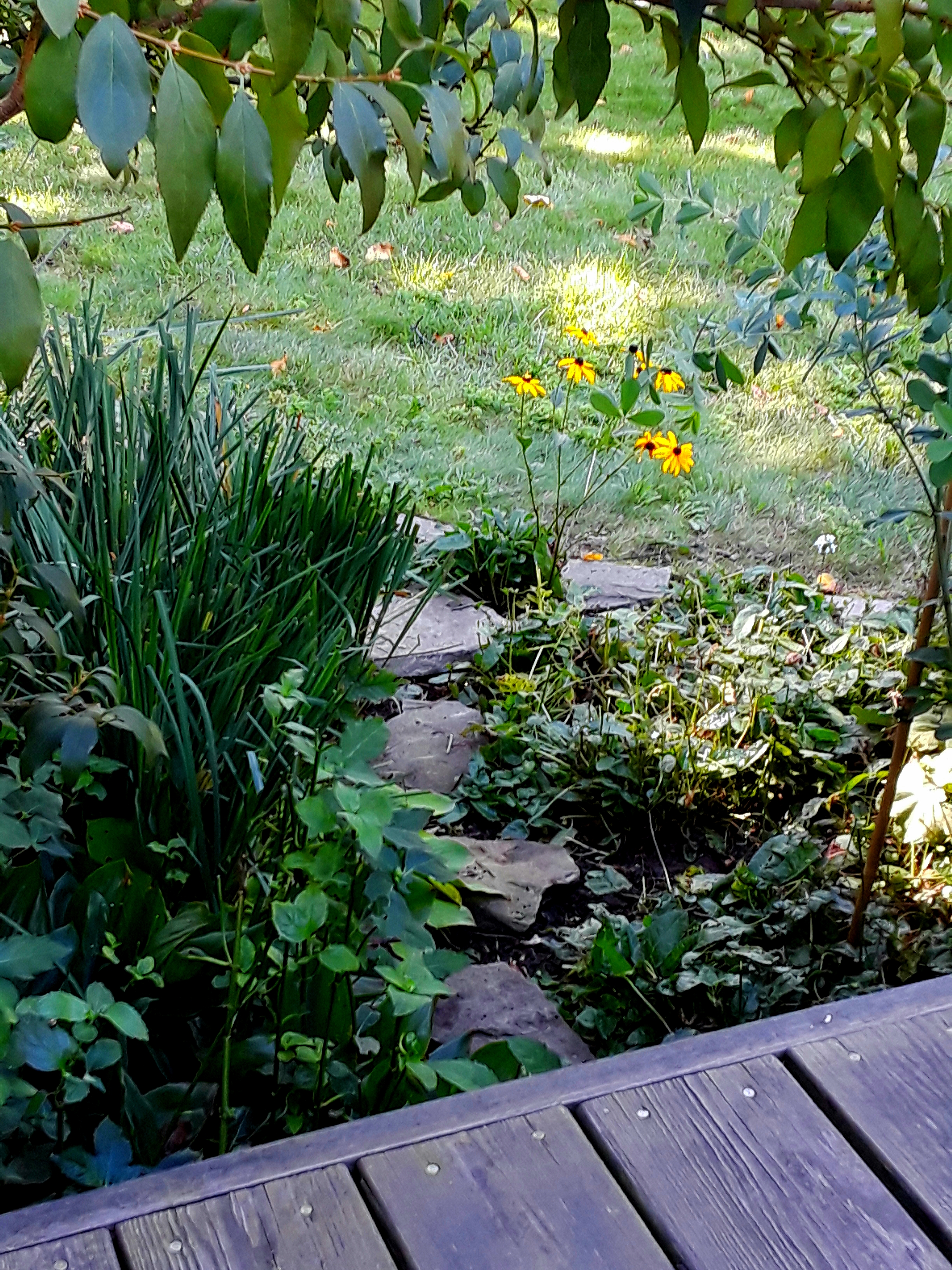 Stones set as a path among the plants in the border