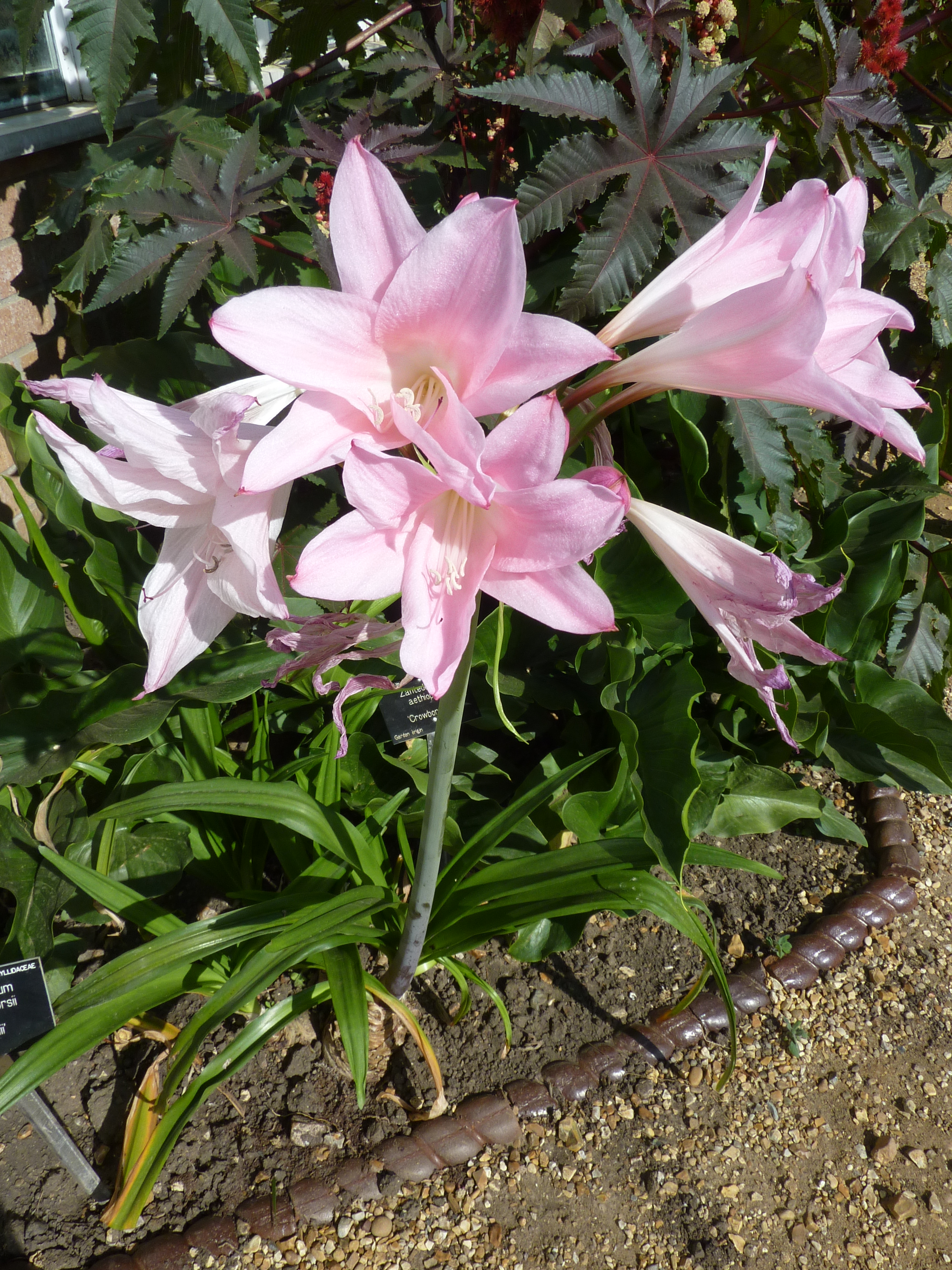 Amarcrinum blooms in the fall. Its flowers are large and pink, resembling lilies