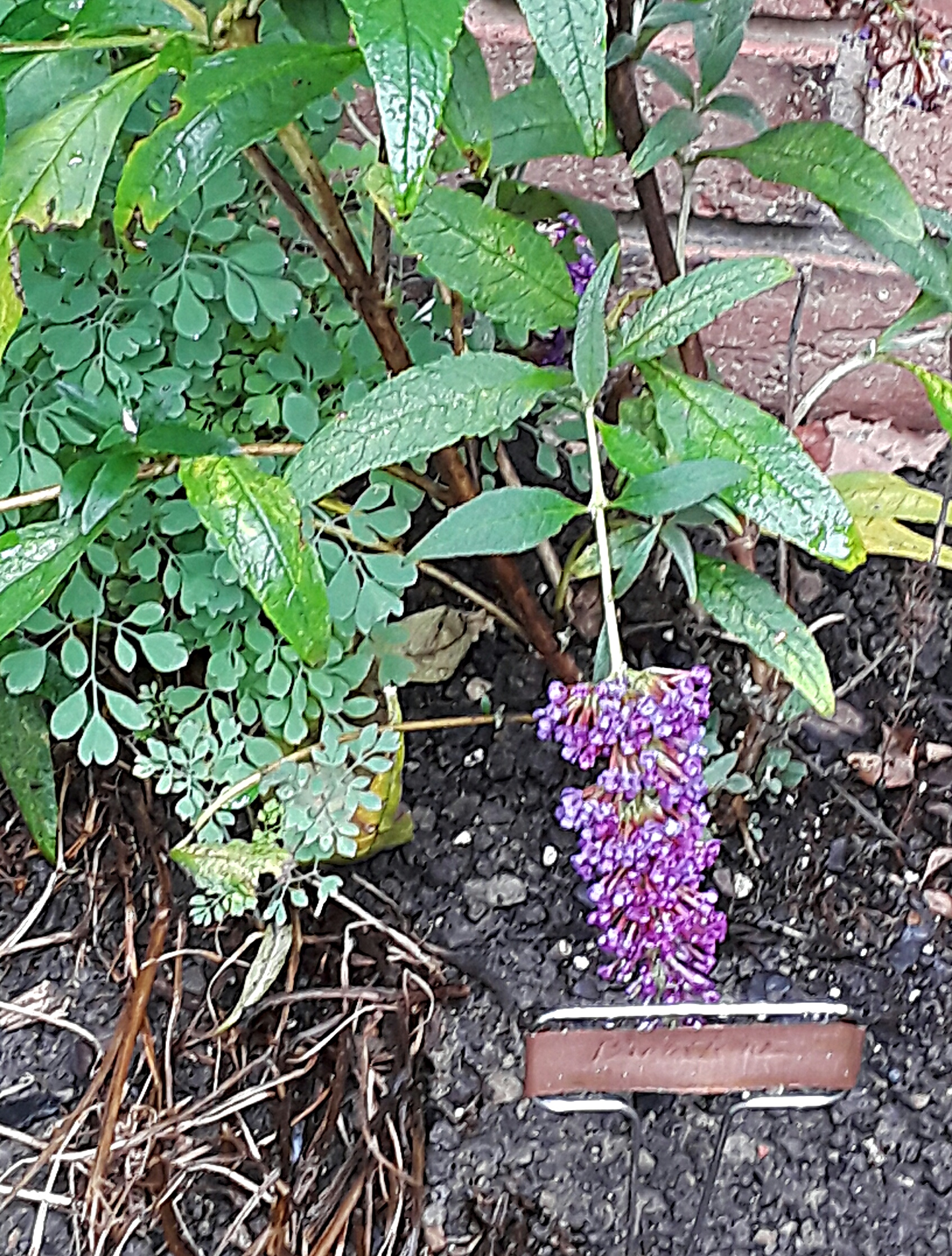 Purple Buddleia marked with a copper plant label.