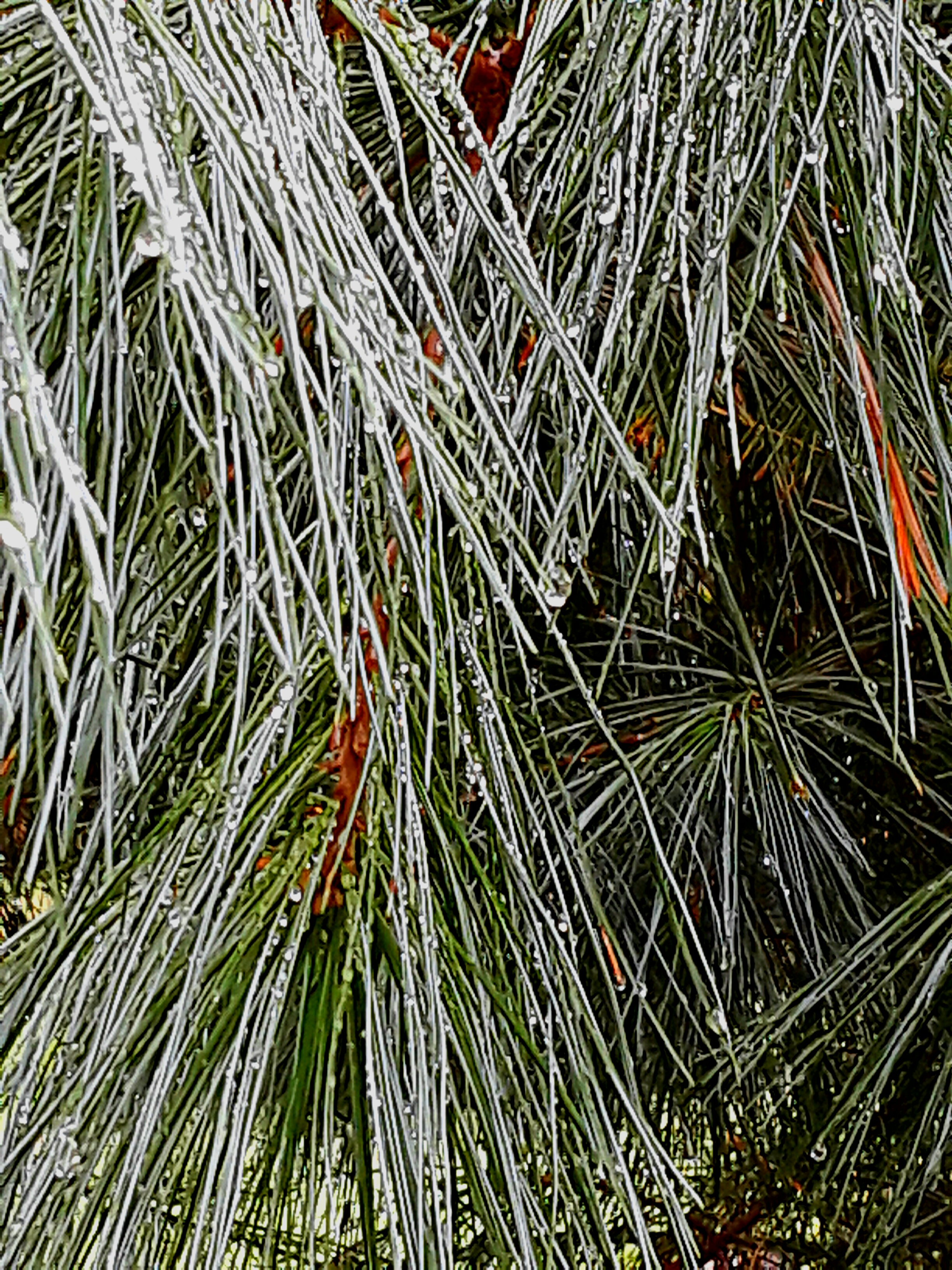 Raindrops cling to a close-up photo of White Pine needles.