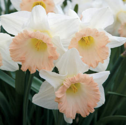 This narcissus has white petals and peach-tipped frilly cups