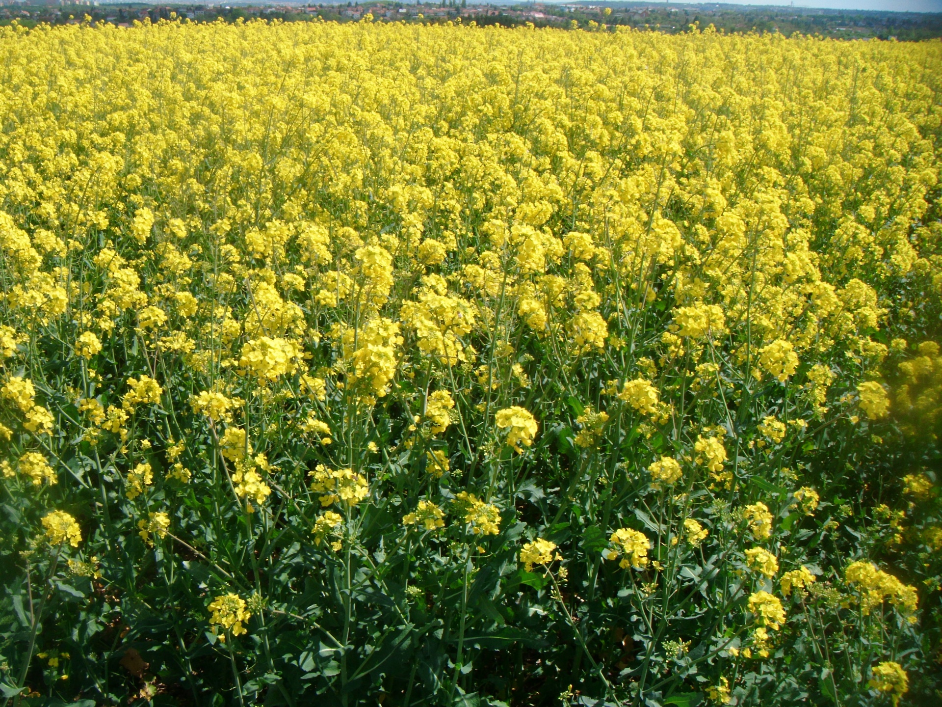 field-of-rapeseed