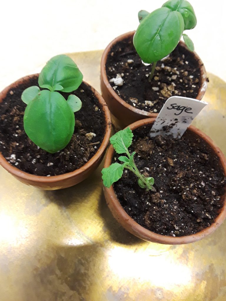 three pots of seedlings growing