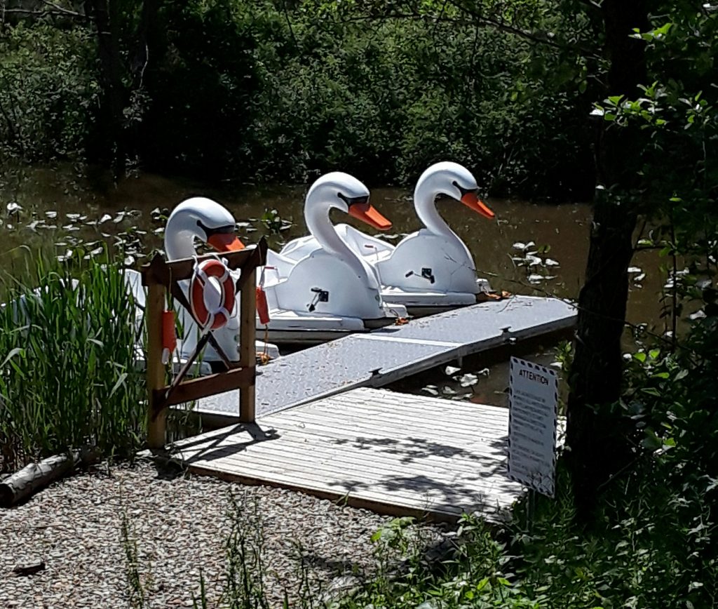 Swan boats lined up on the water.