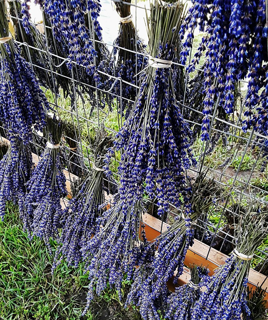 bunches of lavender flowers tied with twine and hung on racks to dry.