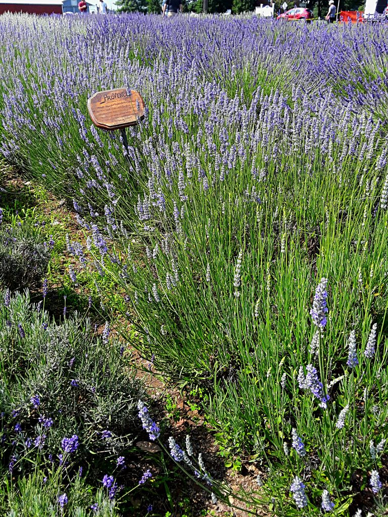a row of lavender 'Provence' grows between darker purple varieties
