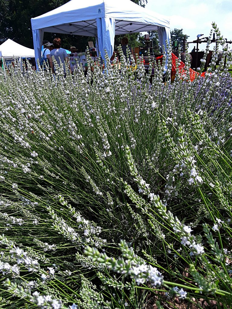 Lavender plants surround tents set up at Luvin Lavender Farms Lavender Festival.