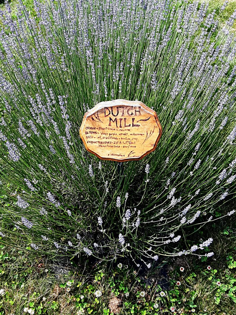 "Dutch Mill" lavender has lots of tall, light purple spikes.