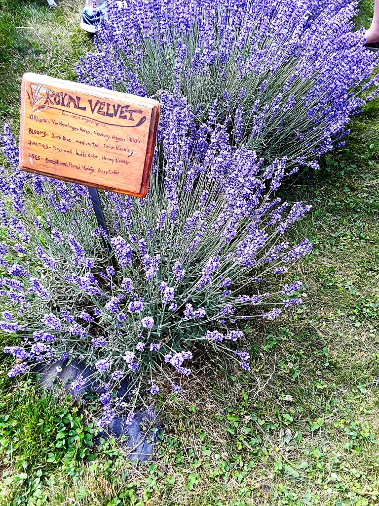 Evenly spaced spikes of purple top a wide bush of lavender 'Royal Velvet.'