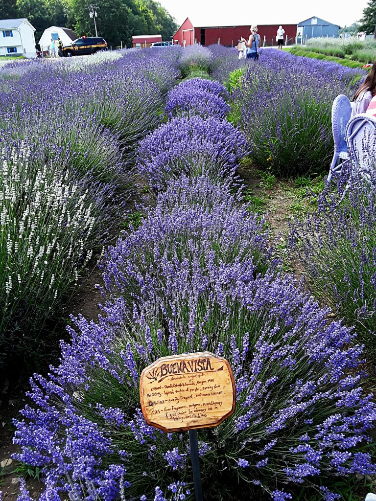 "Buena Vista" is a compact and vigorous growing lavender