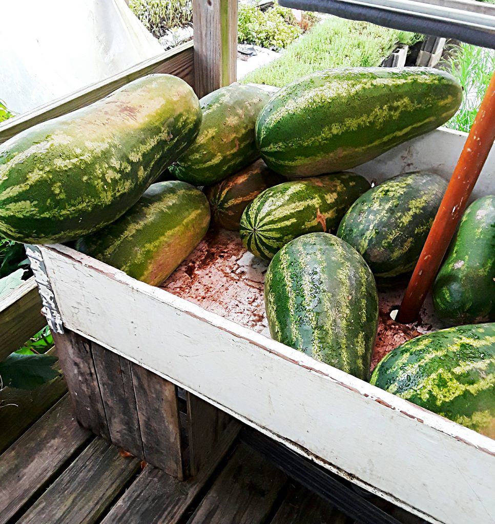 Display of striped whole watermelons.