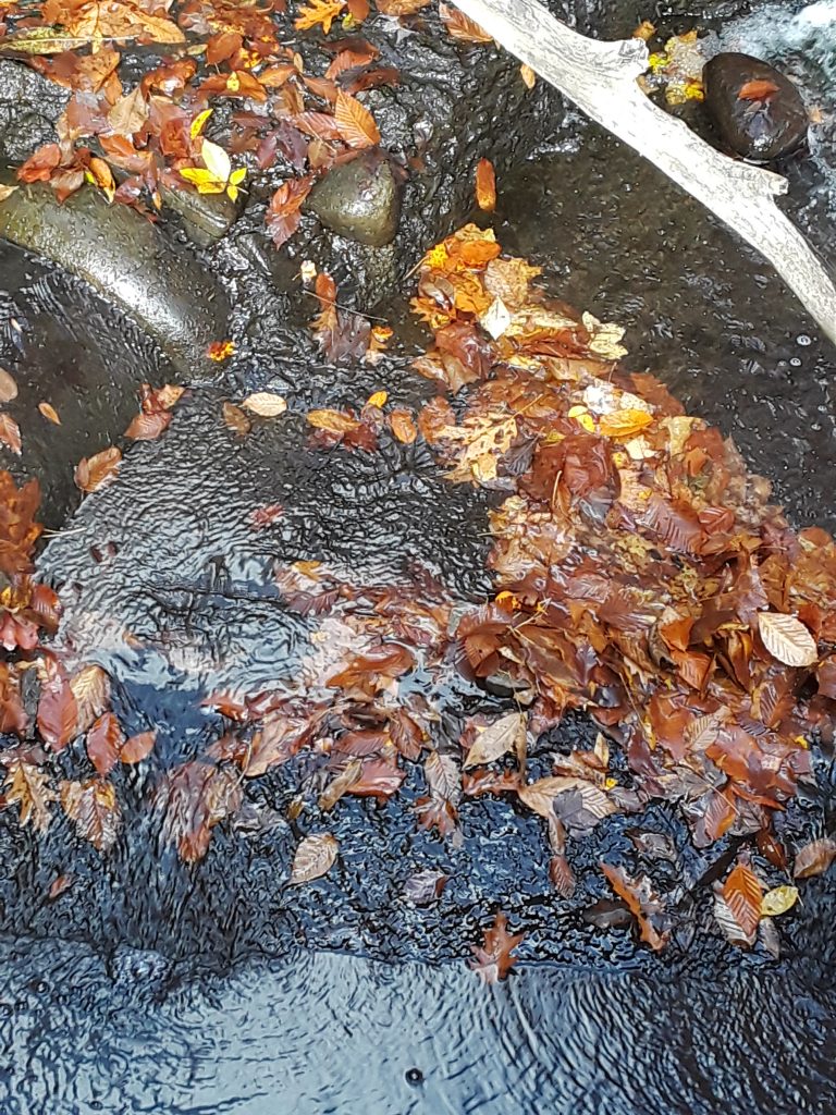 fall leaves float on creek water