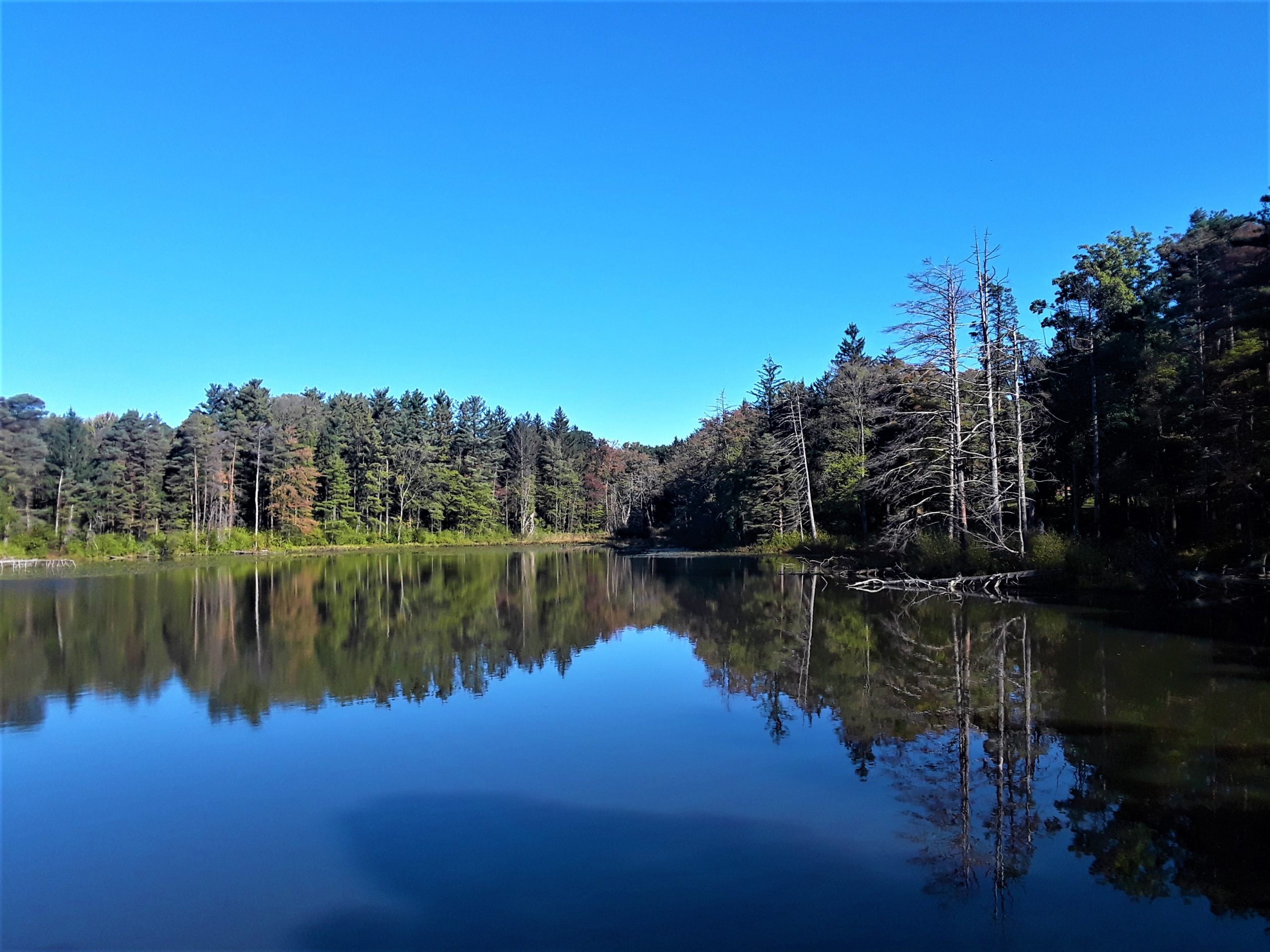 Lake Linnea water reflects the trees surrounding it