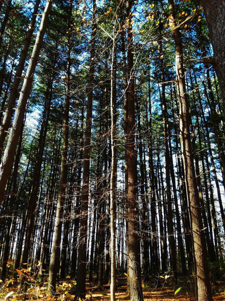 pines form a wall of greenery