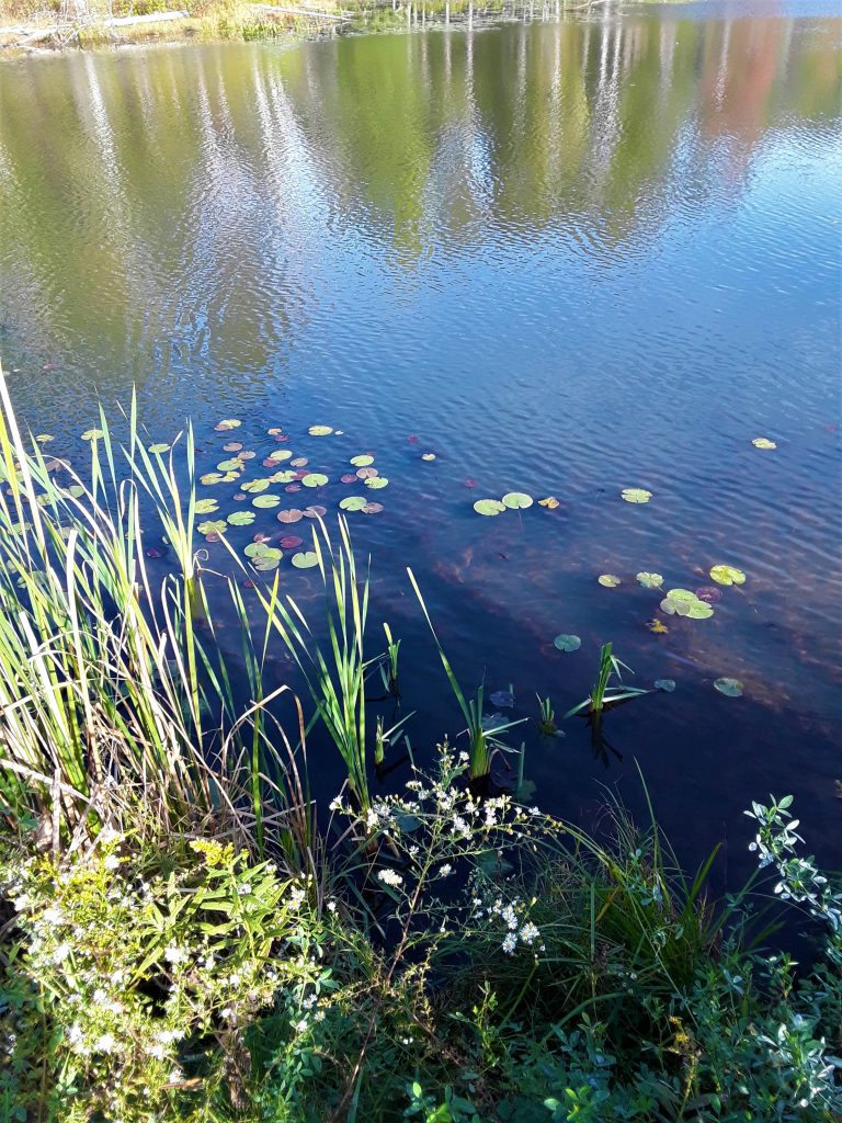 lily pads edge the lake