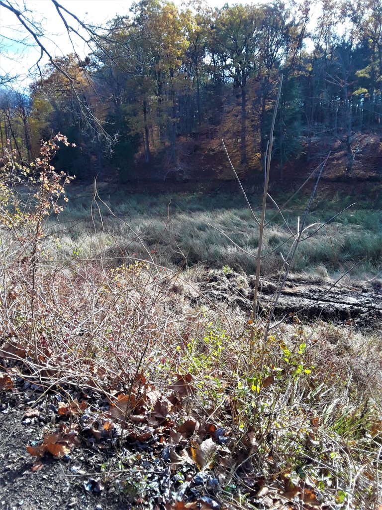 grass grows in the bed of the Lower Lake
