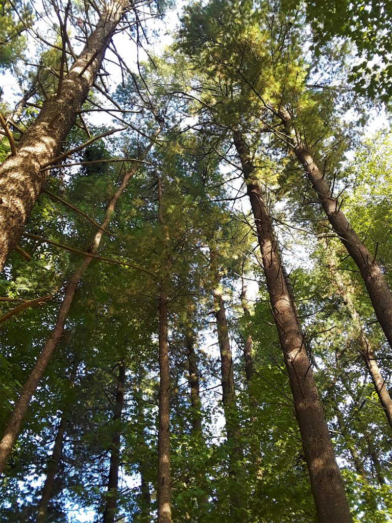 tall pines against a blue sky