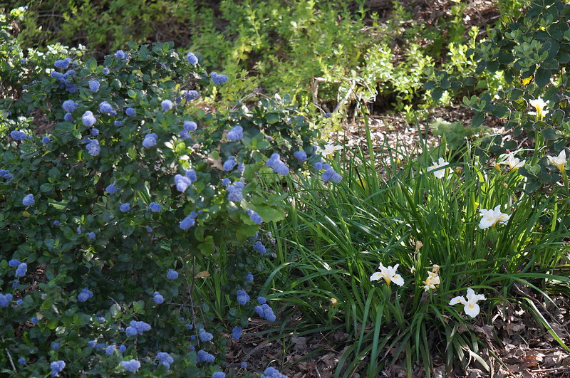 Ceanothus 'Bamico' and Iris 'Canyon Snow' are native California wildflowers that dot the landscape in blue and white