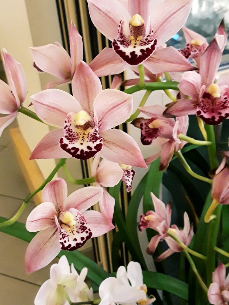 pink orchids bloom prolifically