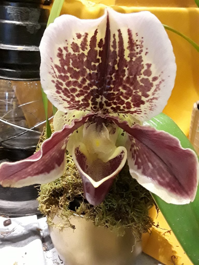 a large orchid bloom reminds us of the garden in Alice in Wonderland