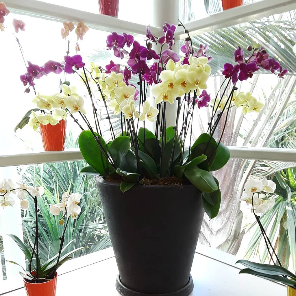 a large pot of cream and purple moth orchids sits on a sunlit windowsill