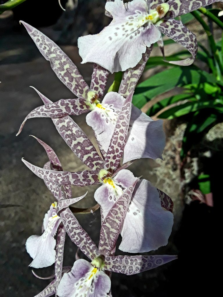 These orchids have mottled lavender petals reminiscent of a leopard's spots