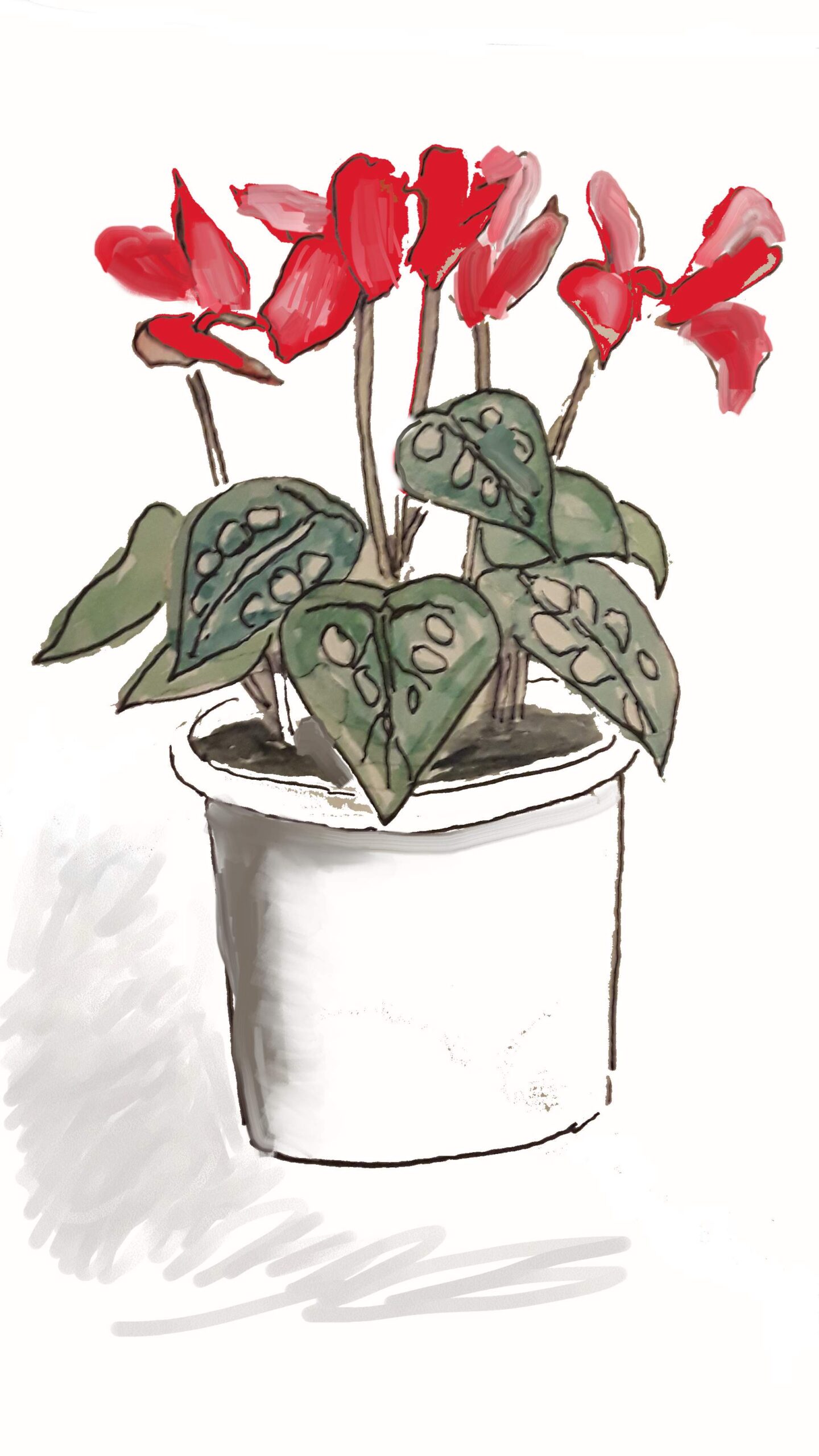 watercolor of red and pink potted cyclamen