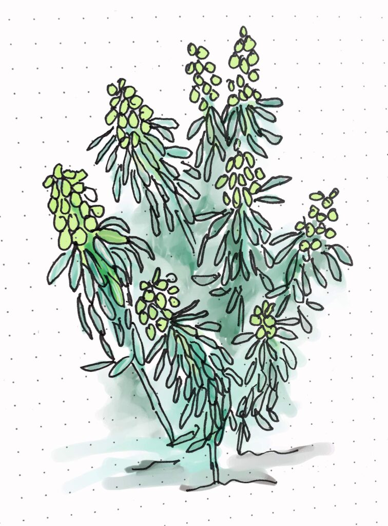 euphorbia Glacier Blue has variegated blue-green foliage and Sulphur yellow flowers.
