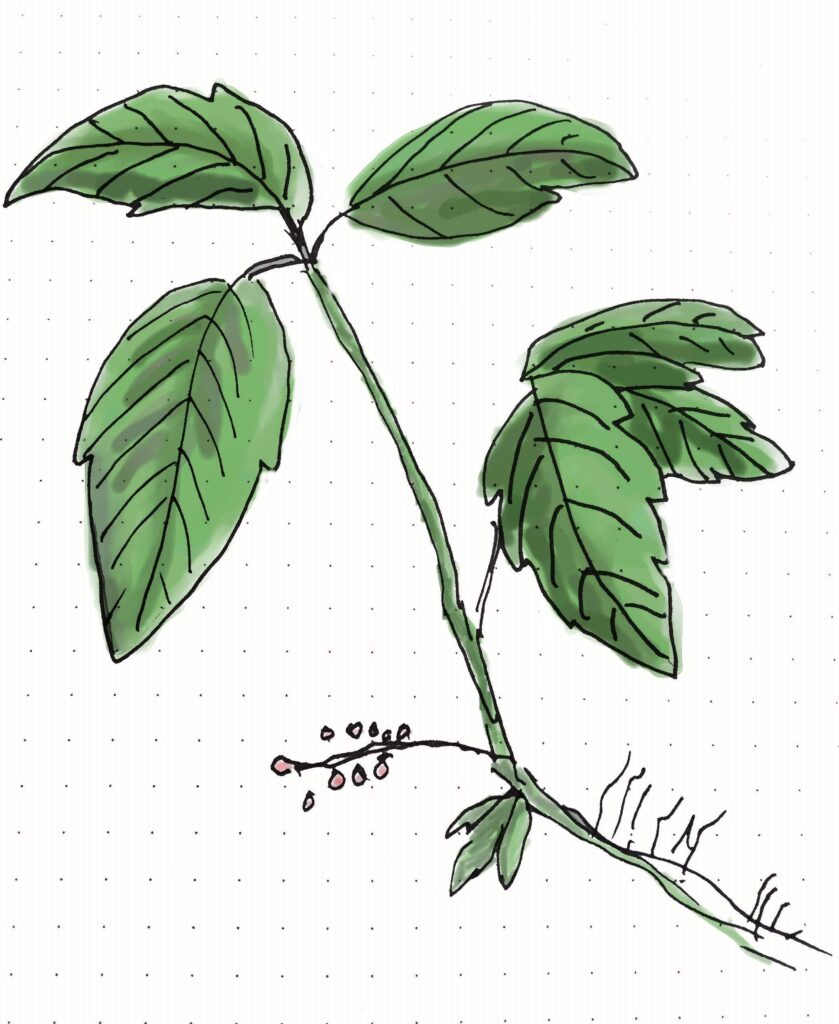 Poison ivy rash is a common plant allergy. Look for plants with sets of 3 leaves.