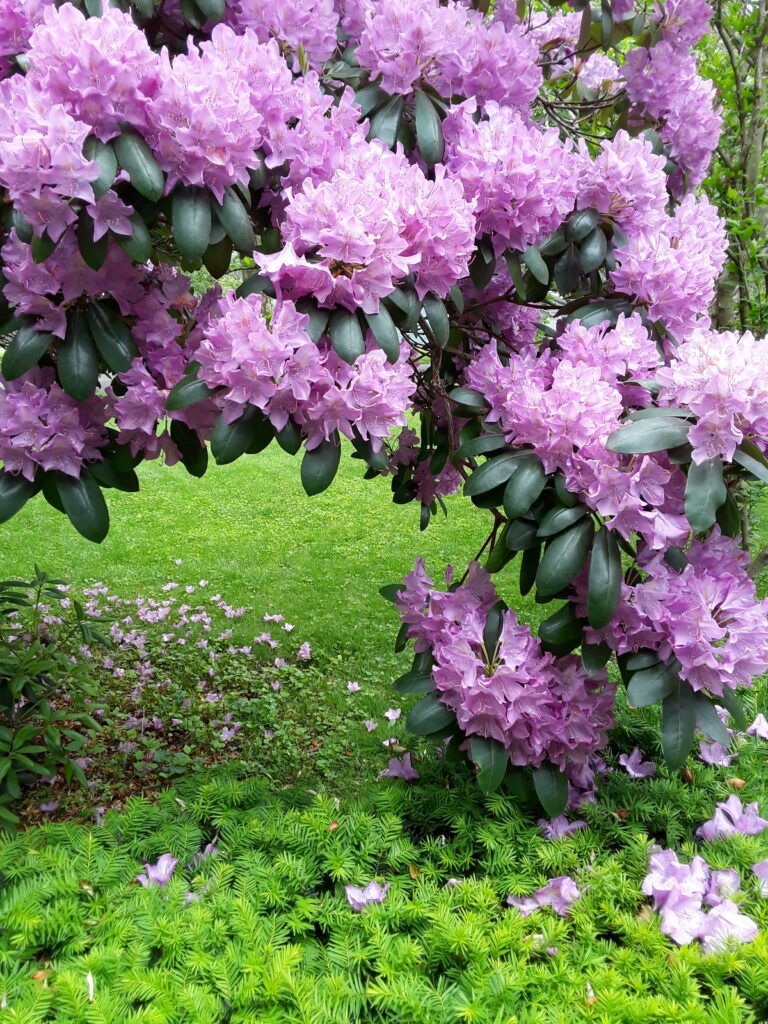 A rhododendron blooms profusely with lavender colored blossoms.