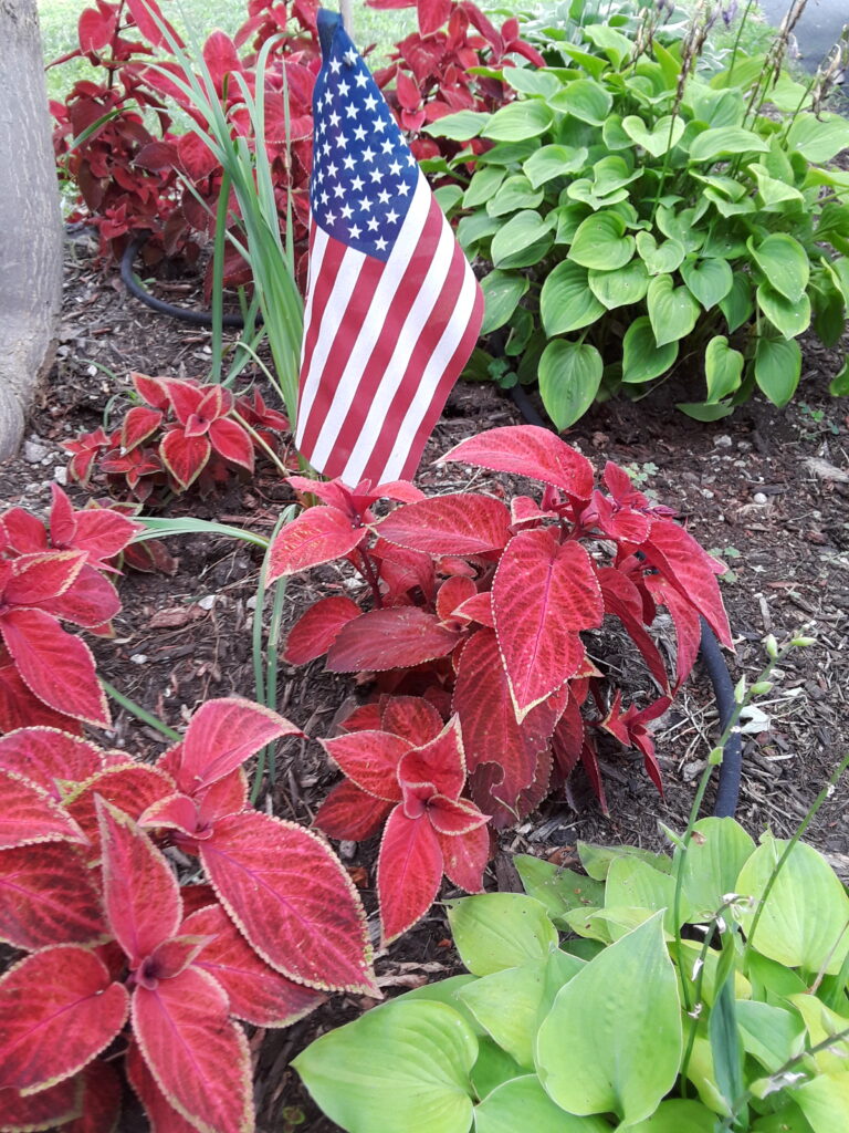 red coleus and healthy clumps of hosta in a garden bed