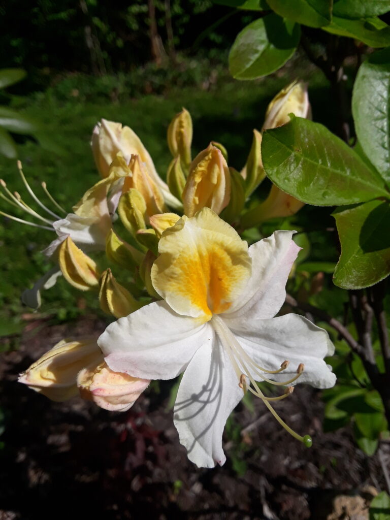 A white and yellow azalea bloom