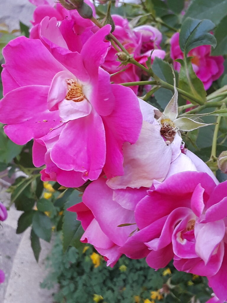 hot pink blooms on a rose bush