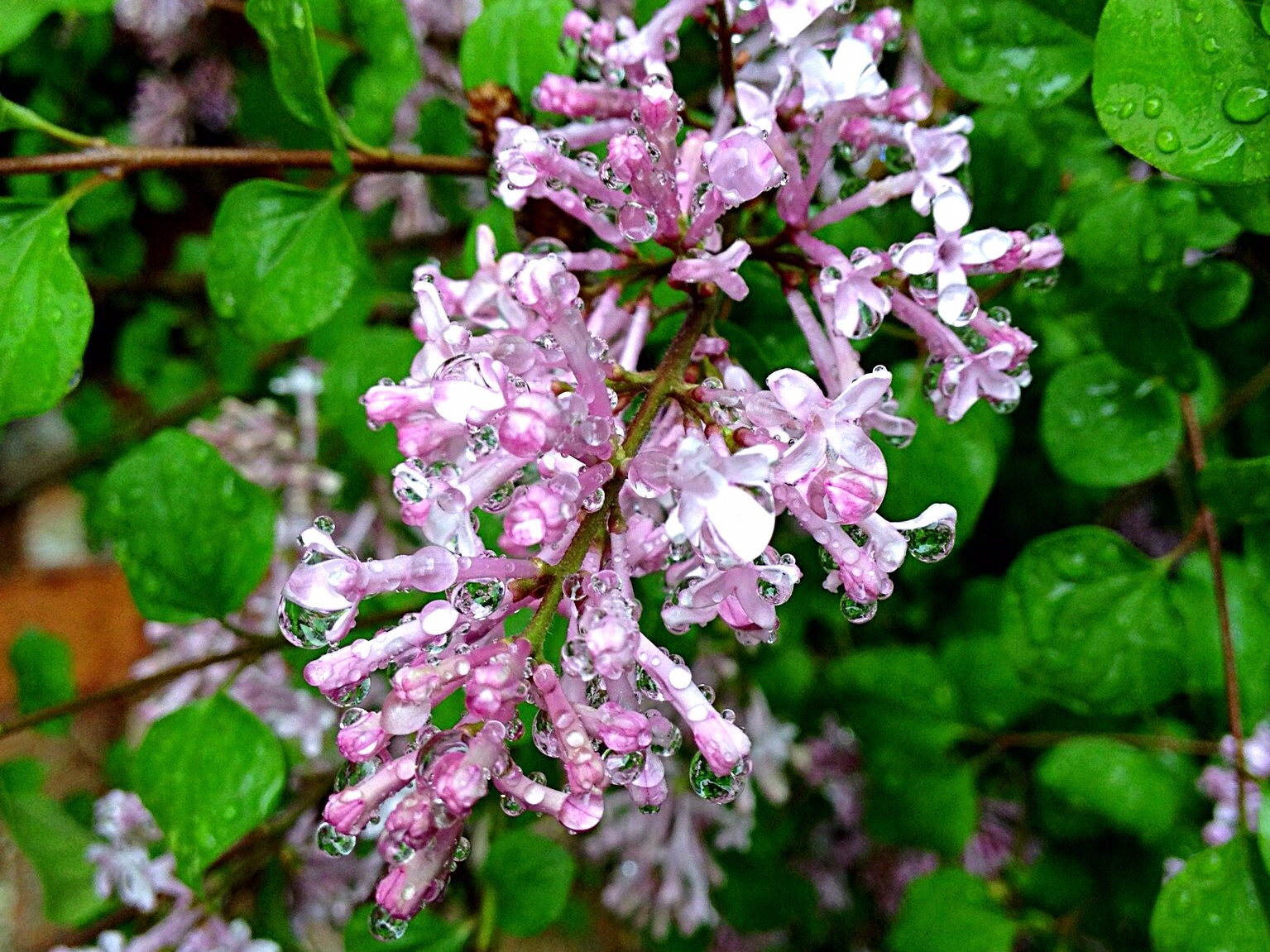 Korean lilac blooms in May and gives off a sweet spicy scent