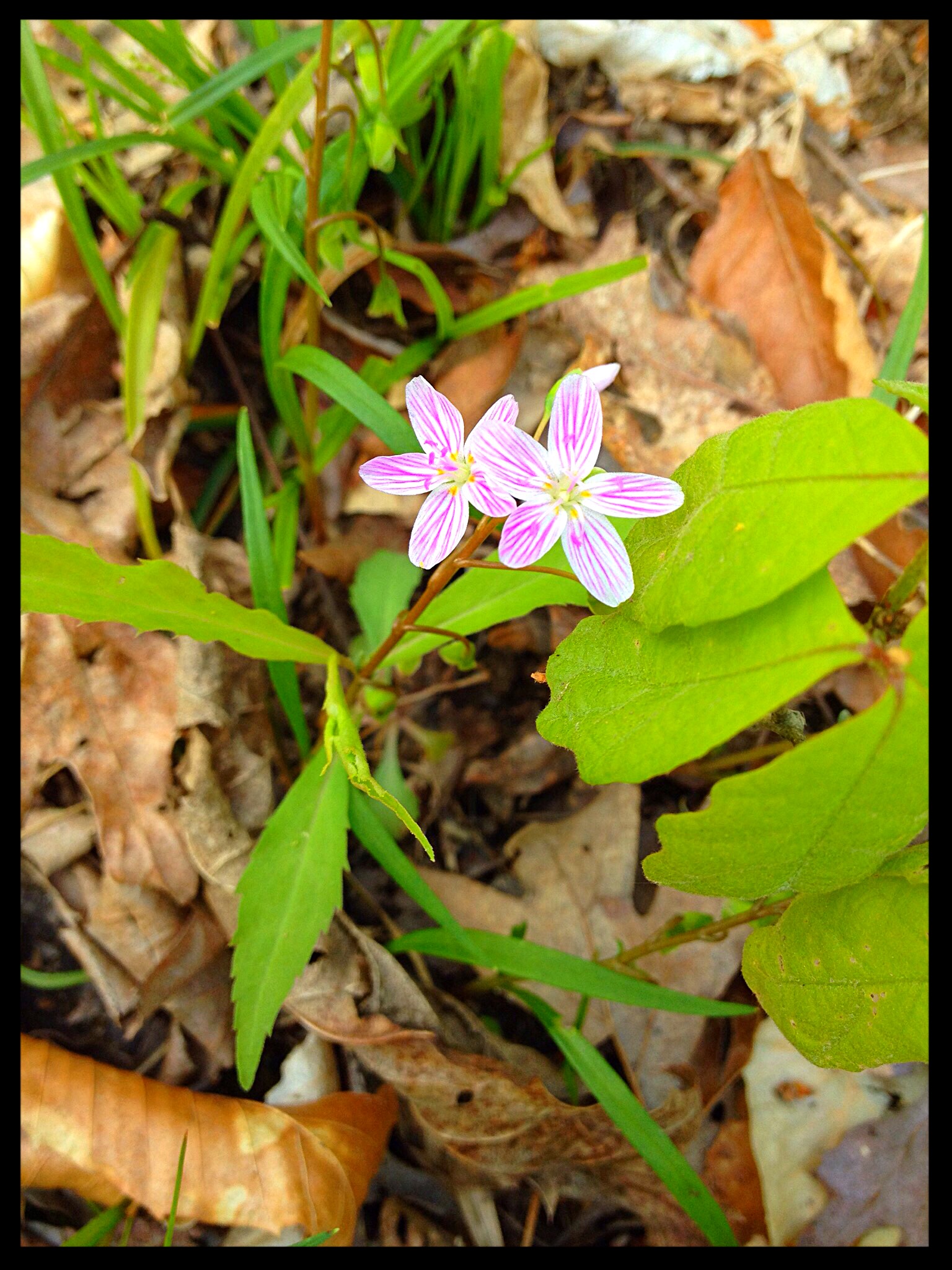 Spring beauties hide close to fallen leaves in the soft earth