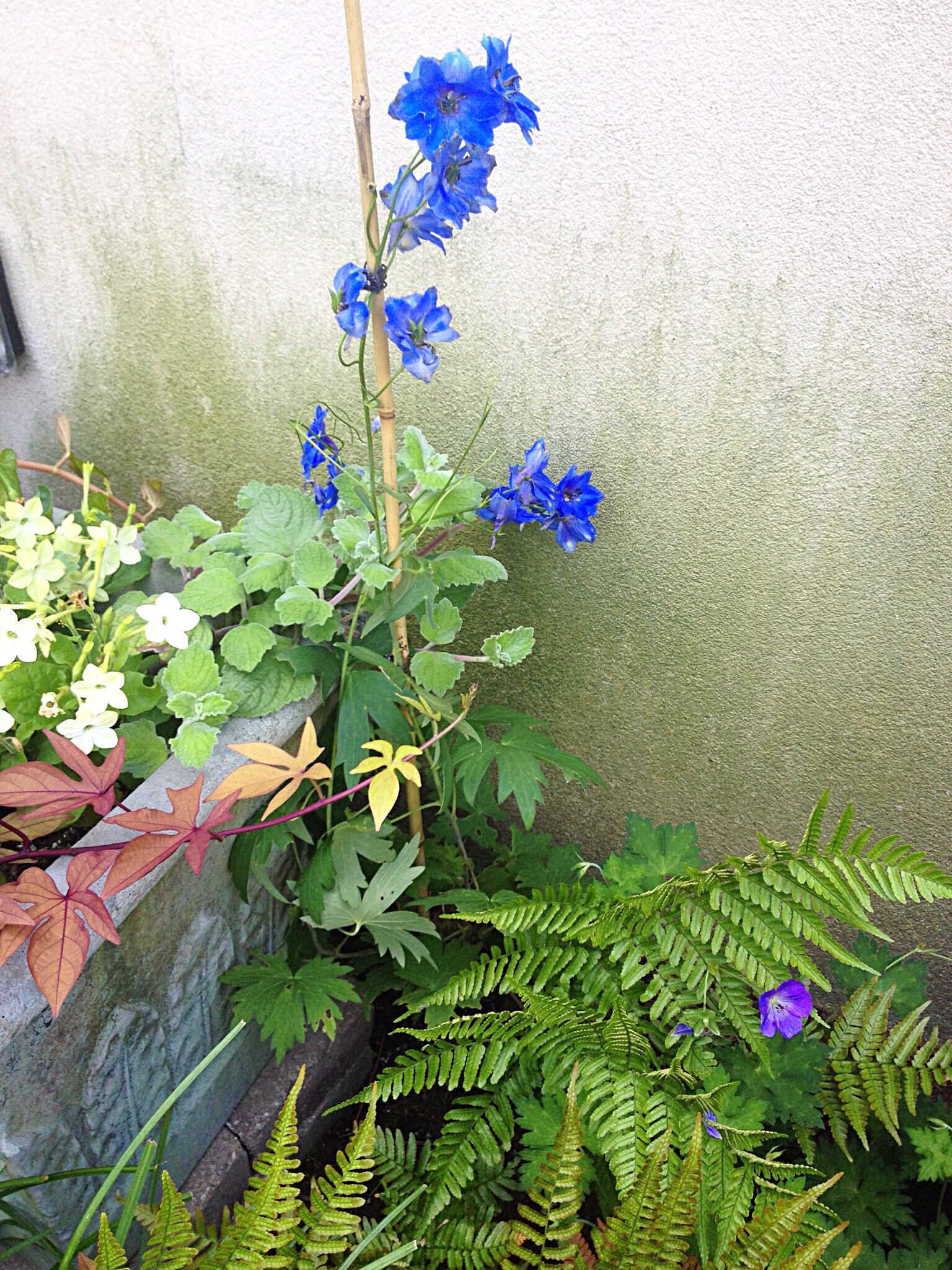 Photo of cobalt colored delphinium with ferns, nicotiana, and sweet potato vine