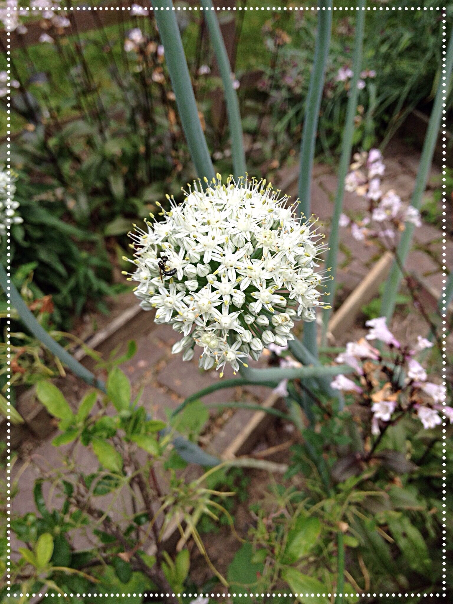 photo of white onion bloom