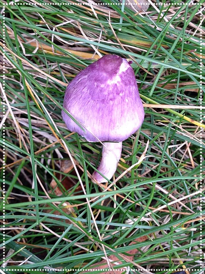 Photo of purple mushroom