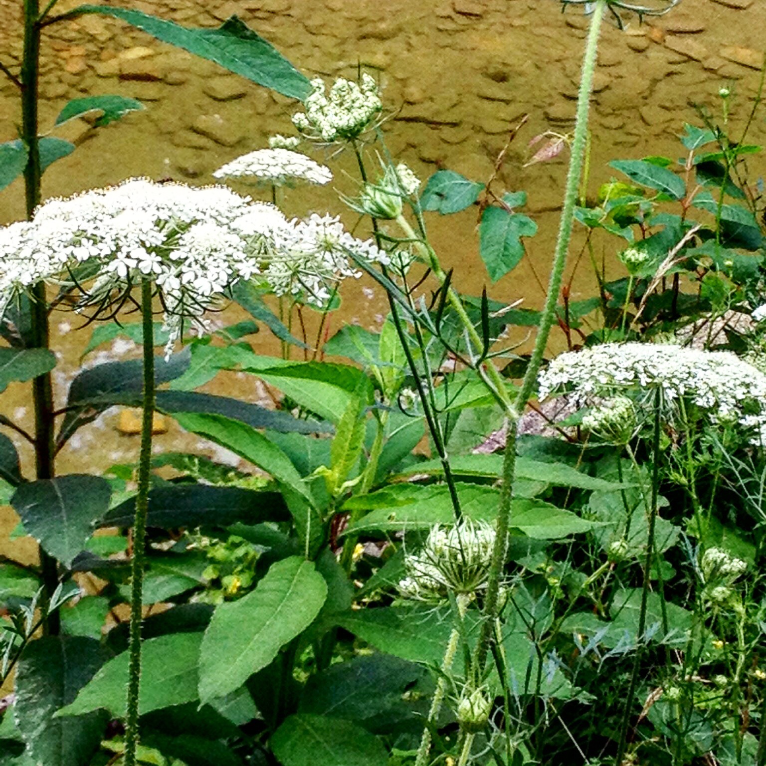 Photo of Queen Anne's Lace (Daucus carota)
